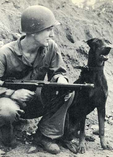 Doberman_Pinscher_Andy_at_Bougainville_WWII_Photo (2)