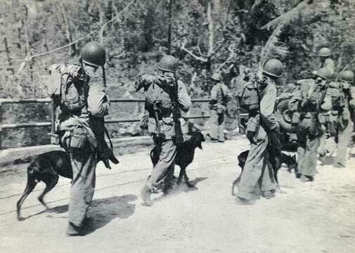 wdddguam72Doberman_Marine_War_Dog_Devil_Dogs_at_Guam_WWII_Photo