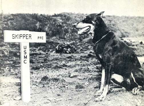 wdskip72Doberman_Marine_War_Dog_Butch_Guam_Grave_WWII_Photo