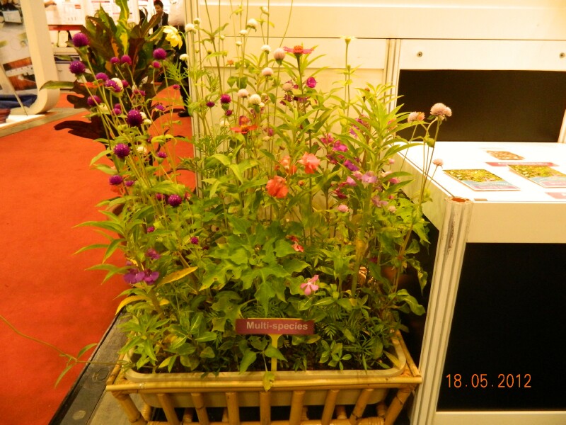 DSCN1934 DSCN1934